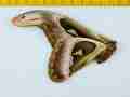Attacus atlas (aberration, verso, unmounted, Malaysia) [Internet image property of respective owner, non commercial use only]
